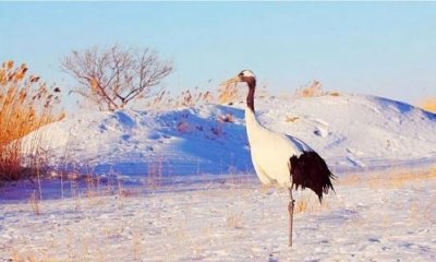 ​鹤代表什么象征意义，仙鹤在古代中的象征意义，求？