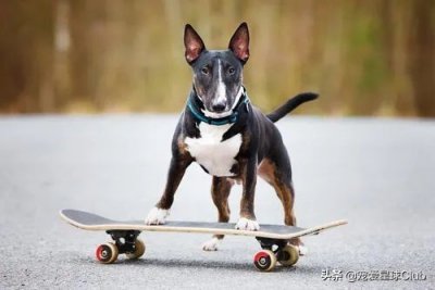 ​牛头梗犬类(牛头梗犬图片)