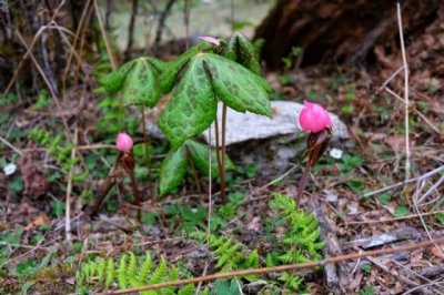 ​桃儿七，别名桃耳七、小叶莲，生于山谷及林下、林缘或者草灌丛中