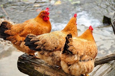 ​养殖致富：这6个项目，让你在家门口也能赚大钱