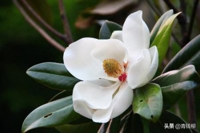 ​天水荷花木兰栽培技术