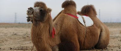 ​阿拉善是哪里