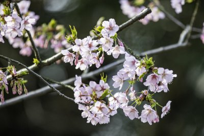 ​云南南涧网红景点，无量山樱花谷世外桃源人间仙境，错过了等一年