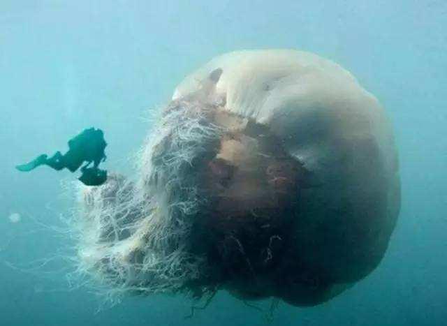 海底一万米有多恐怖?实景拍摄深海生物,长相丑陋凶悍