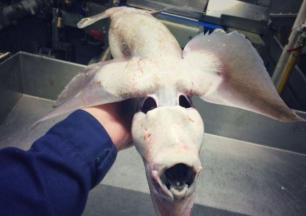 海底一万米有多恐怖?实景拍摄深海生物,长相丑陋凶悍