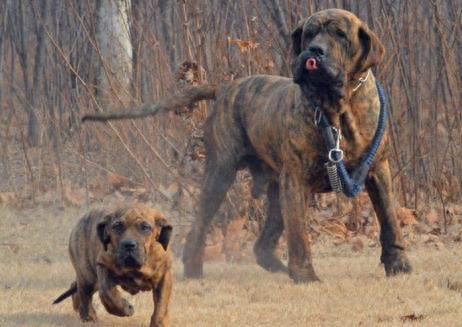 嗅觉敏锐的巴西獒犬臭名昭著的原因,曾被指使追逐逃跑奴隶