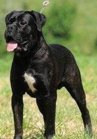 嗅觉敏锐的巴西獒犬臭名昭著的原因,曾被指使追逐逃跑奴隶