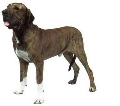 嗅觉敏锐的巴西獒犬臭名昭著的原因,曾被指使追逐逃跑奴隶