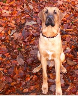 嗅觉敏锐的巴西獒犬臭名昭著的原因,曾被指使追逐逃跑奴隶