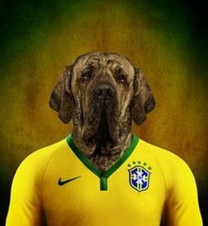 嗅觉敏锐的巴西獒犬臭名昭著的原因,曾被指使追逐逃跑奴隶