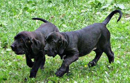 嗅觉敏锐的巴西獒犬臭名昭著的原因,曾被指使追逐逃跑奴隶