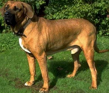 嗅觉敏锐的巴西獒犬臭名昭著的原因,曾被指使追逐逃跑奴隶