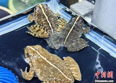 ​（乡村行·看振兴）“蛙声”一片说共富 浙江遂昌石蛙养殖开拓强村之路