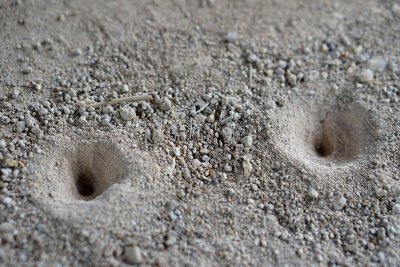 ​只吃不拉没有肛门的小虫子，如今身价翻倍，2000多元1斤难求？