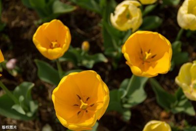 ​上虞自驾游之七杭州海上花田