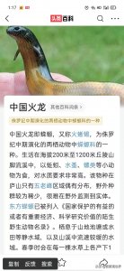 ​胆子真大，“中国火龙”也敢养