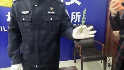 ​实验室丨有人蘸酱生吃罂粟叶？它多毒 做个“尿检”就知道