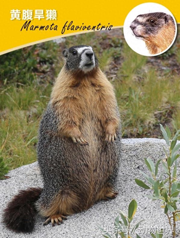 肥嘟嘟的旱獭大合集