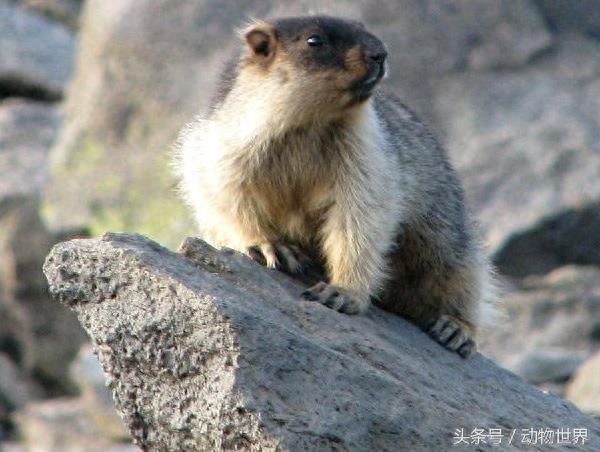 肥嘟嘟的旱獭大合集