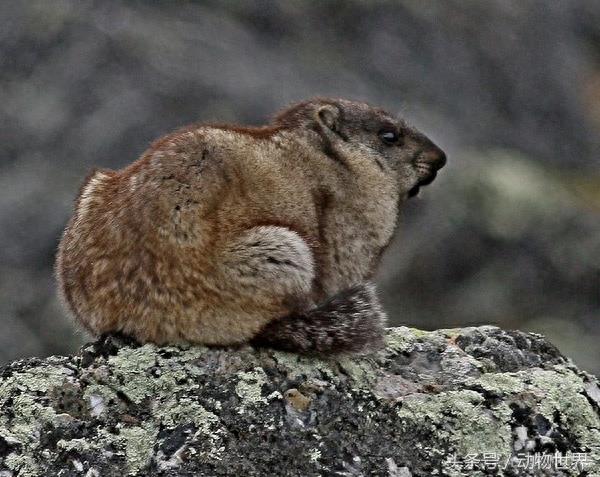 肥嘟嘟的旱獭大合集