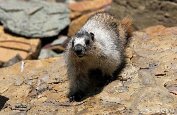 肥嘟嘟的旱獭大合集