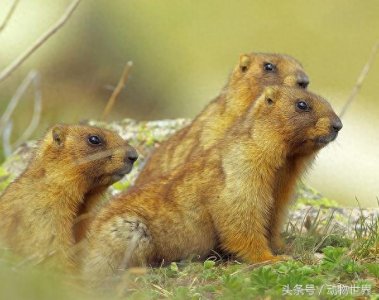 ​肥嘟嘟的旱獭大合集