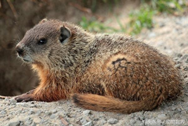 肥嘟嘟的旱獭大合集