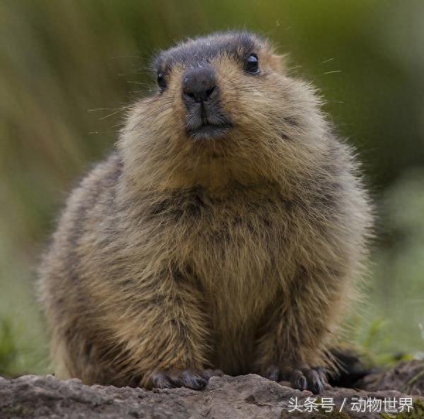 肥嘟嘟的旱獭大合集