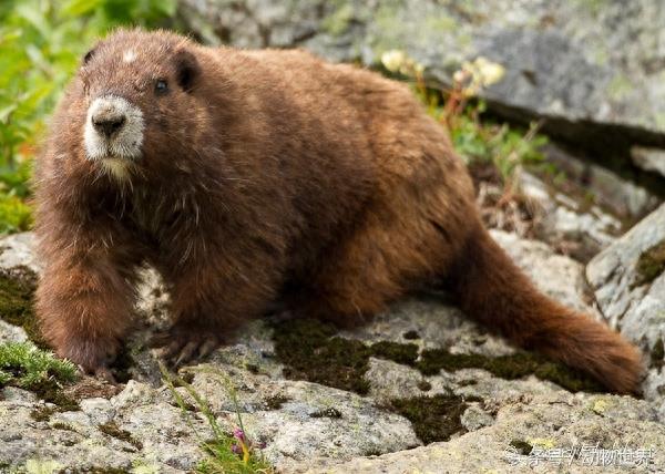 肥嘟嘟的旱獭大合集