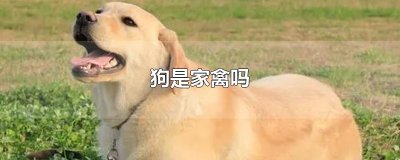​狗是家禽吗