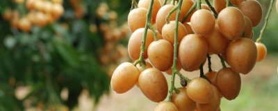 ​广西黄皮果功效与作用