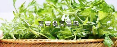 ​艾蒿是艾草吗