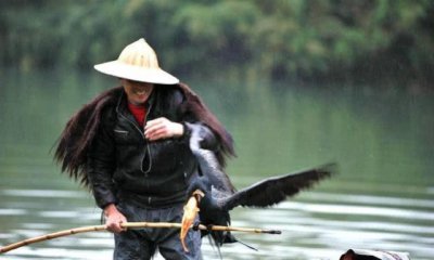 ​景区看到鱼鹰表演抓鱼，别嫌贵一定买张票看看，千年传统说没就没