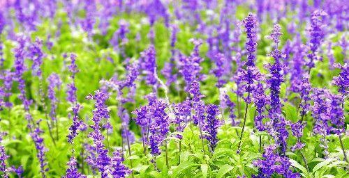 北京昌平上千亩免费花海正值观赏期，绚烂盛放，美爆今夏