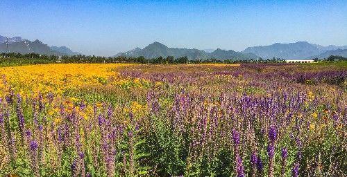 北京昌平上千亩免费花海正值观赏期，绚烂盛放，美爆今夏