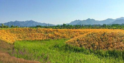 北京昌平上千亩免费花海正值观赏期，绚烂盛放，美爆今夏