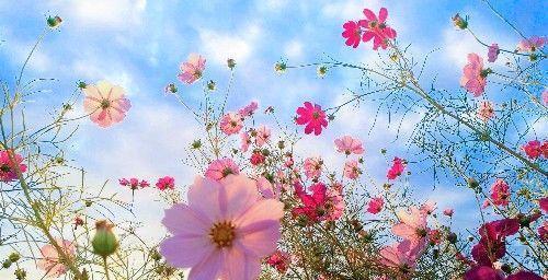 北京昌平上千亩免费花海正值观赏期，绚烂盛放，美爆今夏