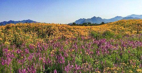 北京昌平上千亩免费花海正值观赏期，绚烂盛放，美爆今夏