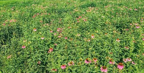 北京昌平上千亩免费花海正值观赏期，绚烂盛放，美爆今夏