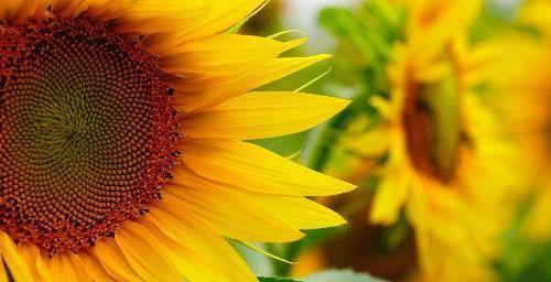 北京昌平上千亩免费花海正值观赏期，绚烂盛放，美爆今夏