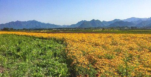 北京昌平上千亩免费花海正值观赏期，绚烂盛放，美爆今夏