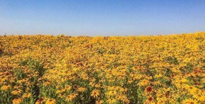 ​北京昌平上千亩免费花海正值观赏期，绚烂盛放，美爆今夏