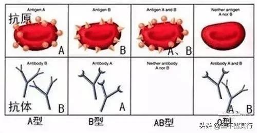 长沙发现一粒恐龙血(罕见长沙发现一例)(4)