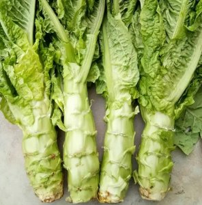 ​贡菜和莴笋的区别图片（贡菜和莴笋是一种菜吗）