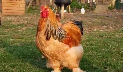 ​世界上再大的婆罗门鸡又叫梵天鸡，这种鸡却成为了土豪们的新宠物