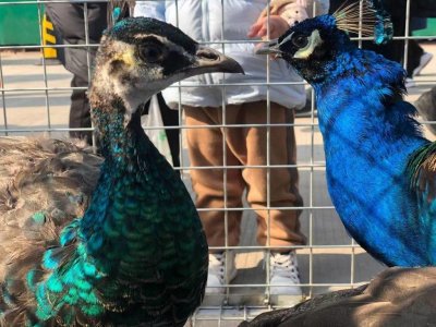 ​趣味科普丨为啥这9种动物总是公的比母的漂亮？