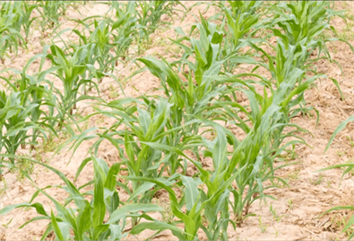 玉米药害用什么解药(玉米药害解救方法)