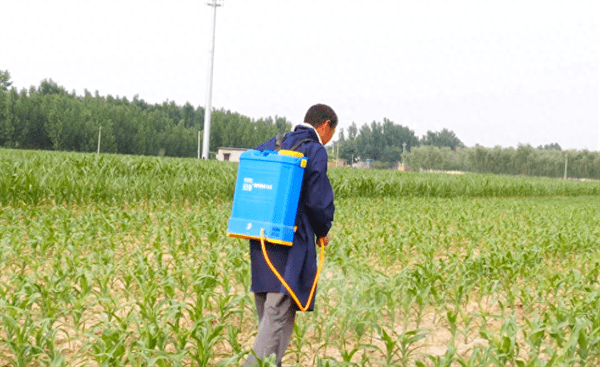 玉米药害用什么解药(玉米药害解救方法)