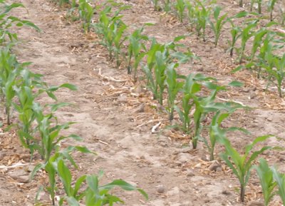 ​玉米药害用什么解药(玉米药害解救方法)