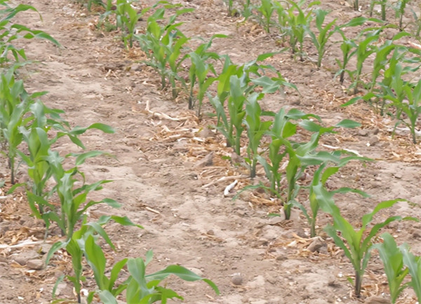 玉米药害用什么解药(玉米药害解救方法)